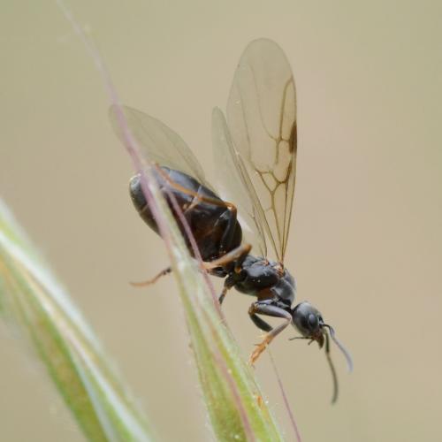 Tapinoma madeirense